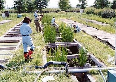 琵琶湖・淀川水質保全機構での水路試験.jpg