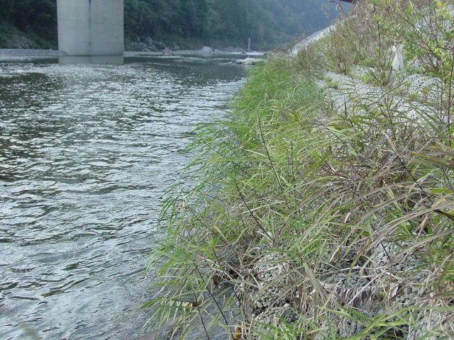 一体型ポラカブル：やすらぎ（小丸川）.JPG